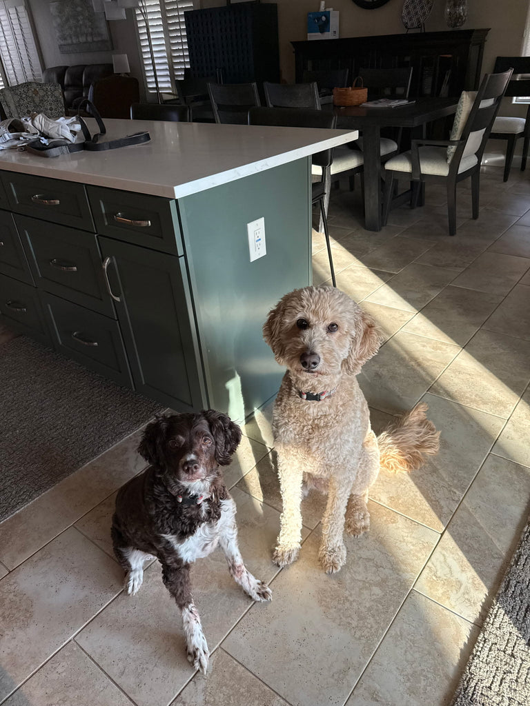 Why Pet Gifts Belong in Your Promotional Strategy